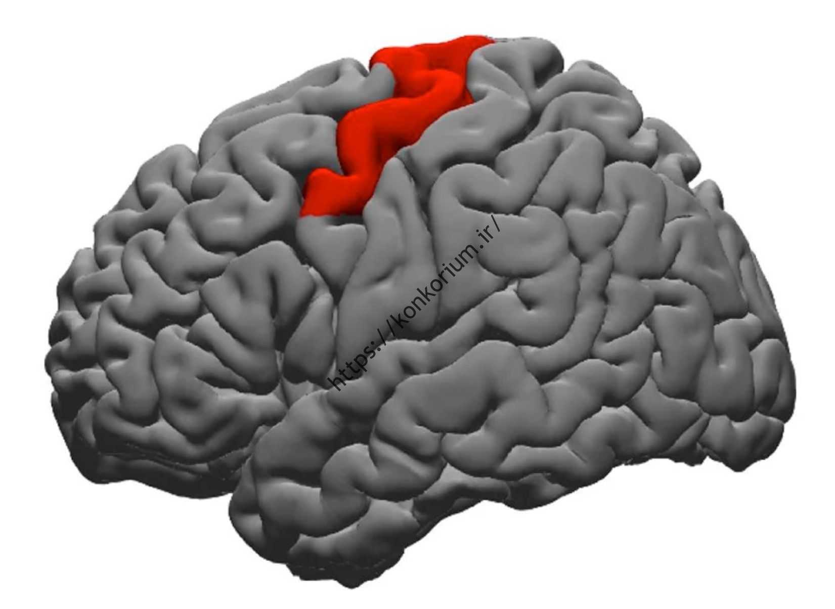 شکنج پیش مرکزی خلفی مغز انسان قرمز است.