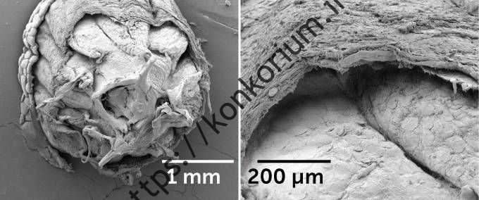 ساختار میکروسکوپی دم مارمولک