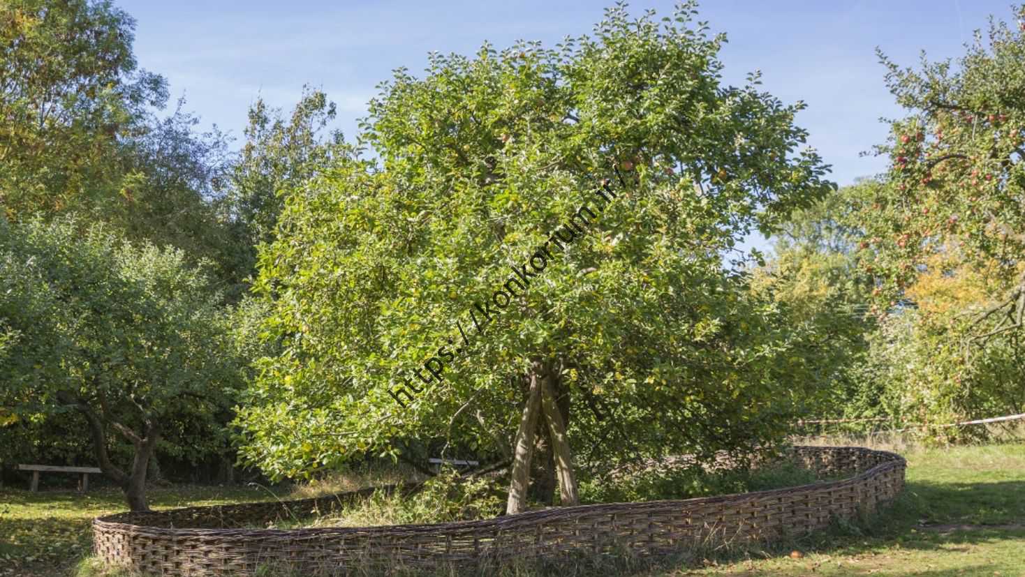 درخت سیب نیوتن در املاک وولستورپ