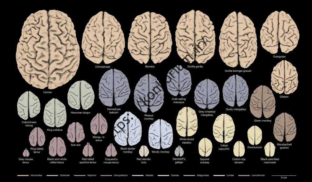 تکامل مغز نورون های آوازخوان