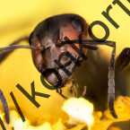 مطالعه جدید: برخی از گونه های مورچه در تشخیص سرطان به اندازه سگ ها دقیق هستند